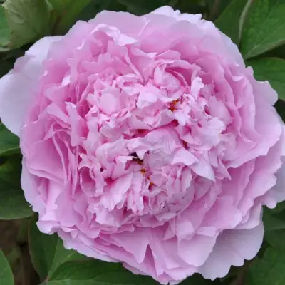 Пион ПРОЗРАЧНАЯ РОСА древовидный в Кобрине