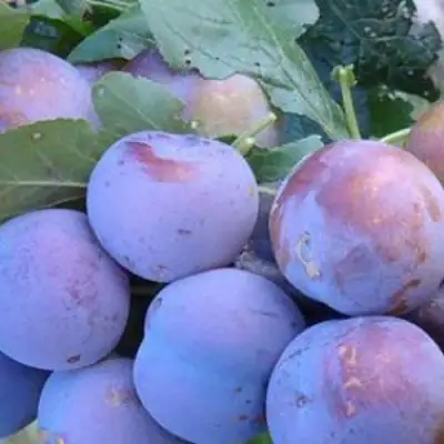 Слива НАГРАДА НЕМАНСКАЯ в Кобрине