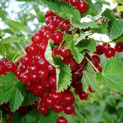 Смородина красная ГОЛЛАНДСКАЯ КРАСНАЯ в Кобрине