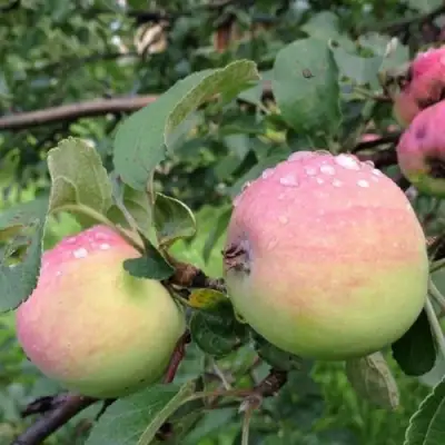 Яблоня УТРО в Кобрине