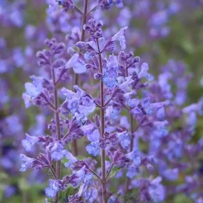 Котовник КИТ КЭТ фассена в Кобрине