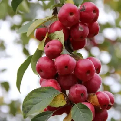 Яблоня РЕД ОБЕЛИСК колонновидная в Кобрине