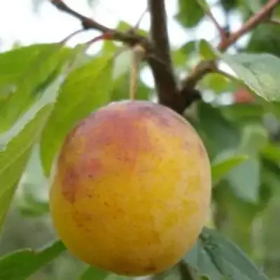 Слива ЯХОНТОВАЯ в Кобрине