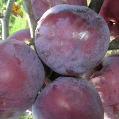 Слива ПАННА в Кобрине