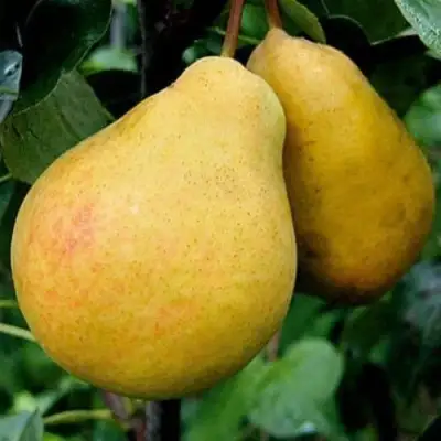 Груша ВЕЛИКАЯ ЛЕТНЯЯ (БОЛЬШАЯ ЛЕТНЯЯ) в Кобрине