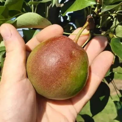 Груша КУПАЛА в Кобрине