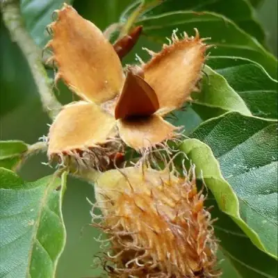 Бук обыкновенный в Кобрине