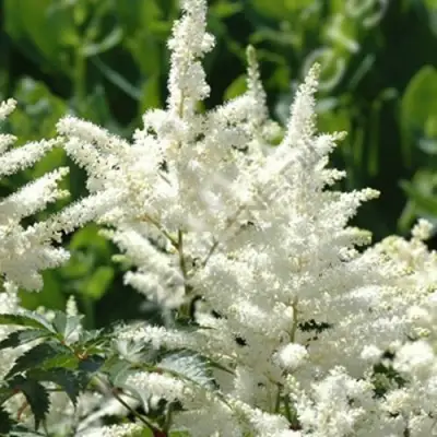 Астильба ХЭППИ ДЕЙ Арендса в Кобрине