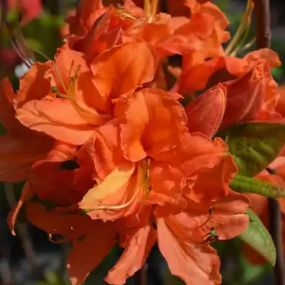 Азалия МАНДАРИН ЛАЙТС листопадная в Кобрине