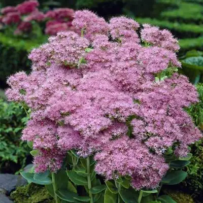 Очиток (седум) БРИЛЛИАНТ в Кобрине