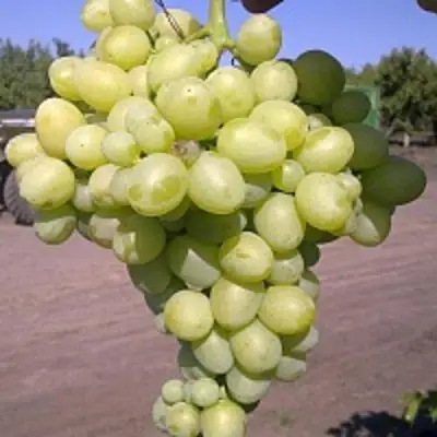 Виноград АРКАДИЯ в Кобрине