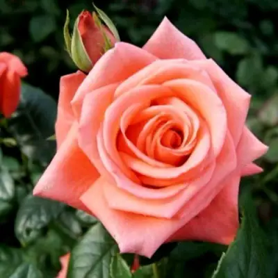 Роза ВАУ чайно-гибридная в Кобрине