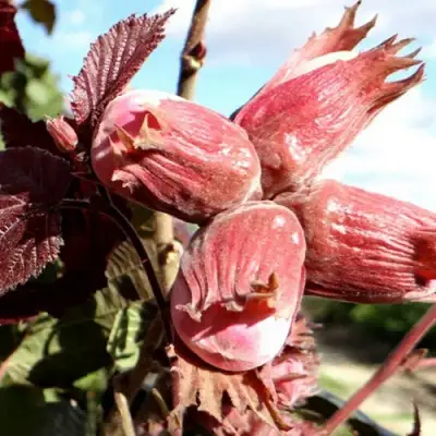 Фундук АЛЫЙ ПАРУС в Кобрине