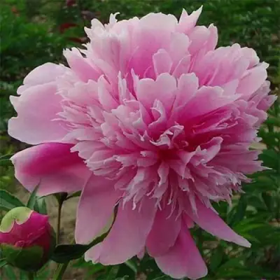 Пион ГОЛУБАЯ ХРИЗАНТЕМА травянистый в Кобрине