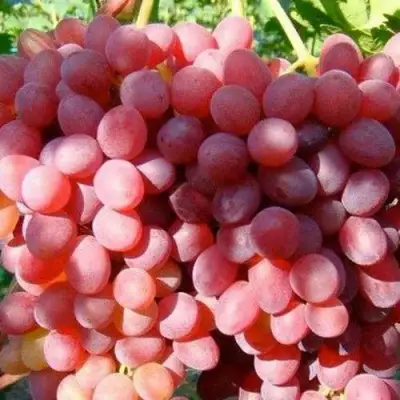 Виноград КИШМИШ КРАСНЫЙ в Кобрине