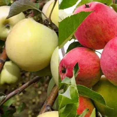 Комплект ЯБЛОЧНЫЙ ТАНДЕМ в Кобрине