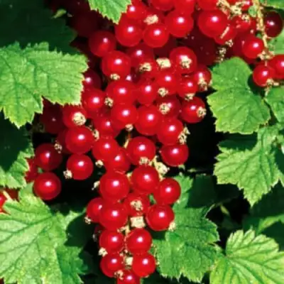Смородина красная РЕД ЛЕЙК в Кобрине