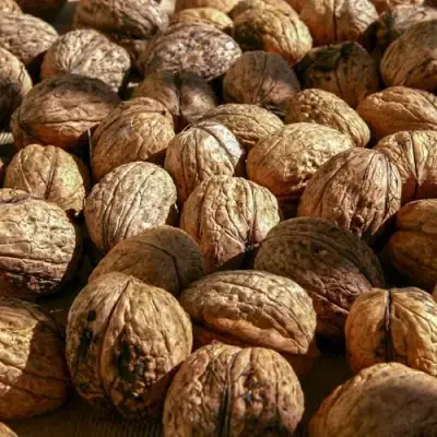 Грецкий орех ПИНСКИЙ в Кобрине