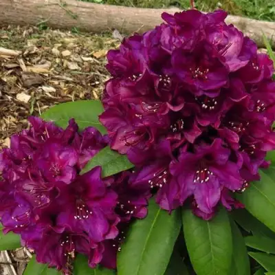 Рододендрон ПОЛАРНАХТ в Кобрине