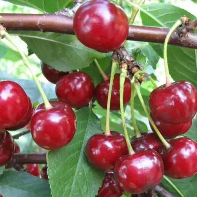 Вишня ТУРГЕНЕВКА в Кобрине