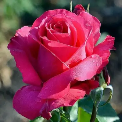 Роза ВИЕН РОУЗ чайно-гибридная в Кобрине