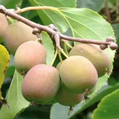 Актинидия ГИБРИДНАЯ КОЛБАСИНОЙ в Кобрине