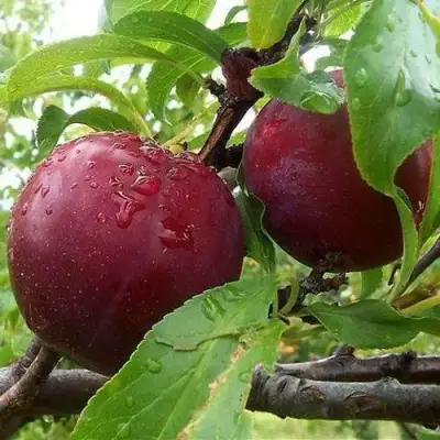 Слива КЛЕОПАТРА в Кобрине