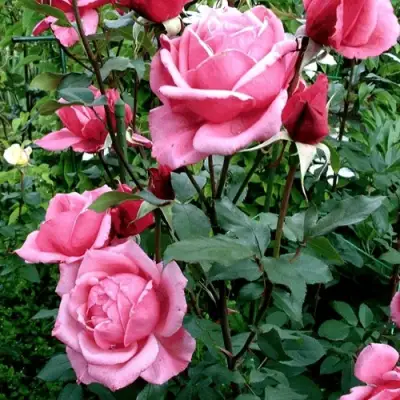 Роза ЭЙФЕЛЕВА БАШНЯ чайно-гибридная в Кобрине