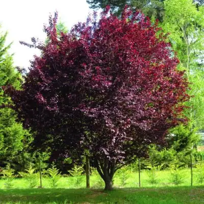 Слива НИГРА растопыреная в Кобрине