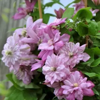 Клематис ИННОСЕНТ ГЛАНС в Кобрине