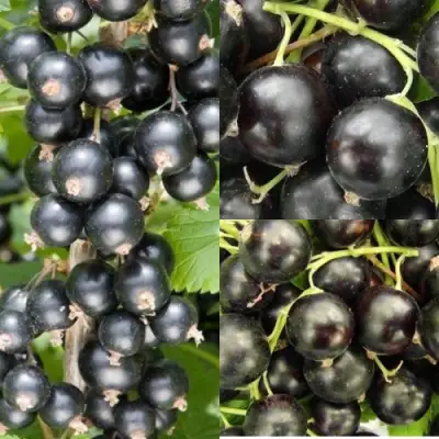 Комплект ЧЕРНАЯ СИЛА в Кобрине