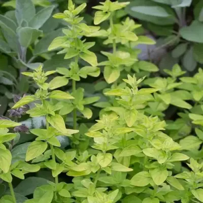 Душица ТАМБЛС ВАРИЕТИ обыкновенная в Кобрине