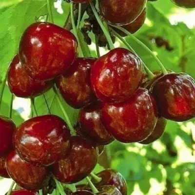 Черешня БУРЛАТ в Кобрине