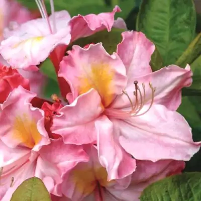 Азалия СЕССИЛЬ листопадная в Кобрине