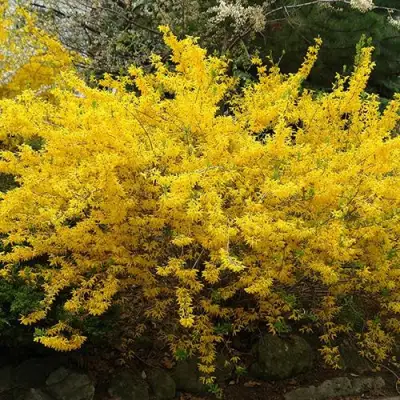 Форзиция ГОЛДЗАУБЕР средняя в Кобрине