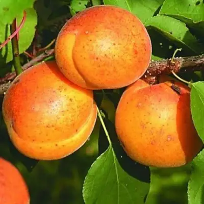 Абрикос СПАДЧЫНА в Кобрине