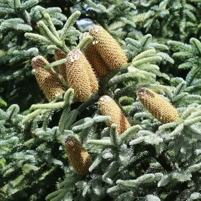 Пихта благородная в Кобрине