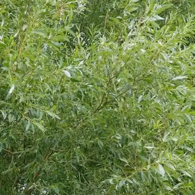 Ива ВИТЕЛЛИНА белая  в Кобрине