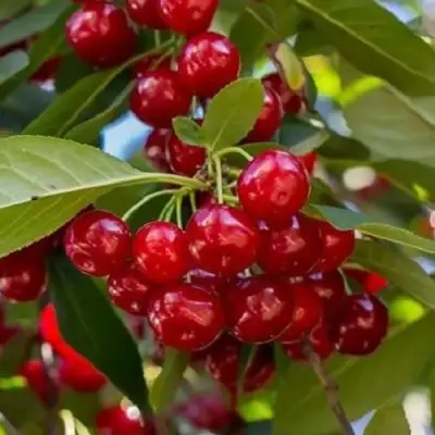 Вишня ГИРЛЯНДА в Кобрине