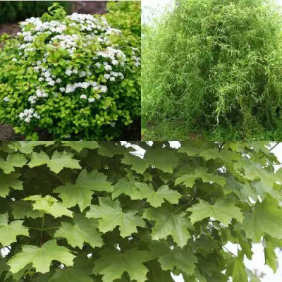 Комплект ЗЕЛЕНЫЙ ОАЗИС в Кобрине