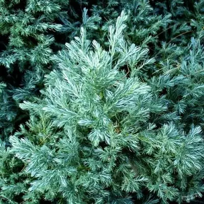 Кипарисовик БУЛЕВАРД горохоплодный в Кобрине