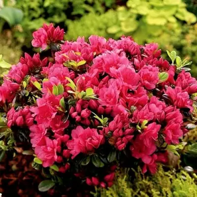 Азалия КАНЗОНЕТТА японская в Кобрине