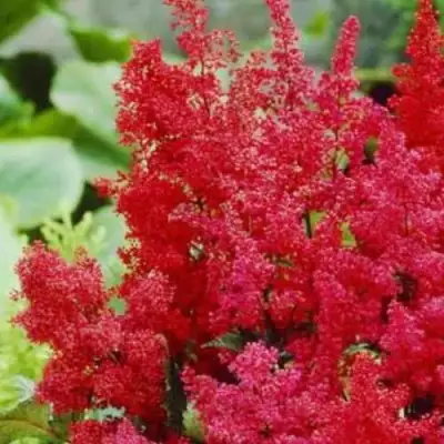 Астильба ЭТНА Арендса в Кобрине