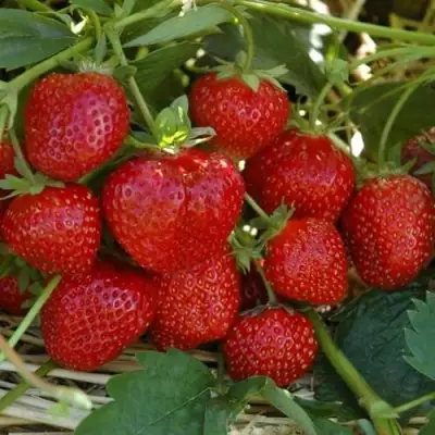 Клубника ЗЕНГА-ЗЕНГАНА в Кобрине