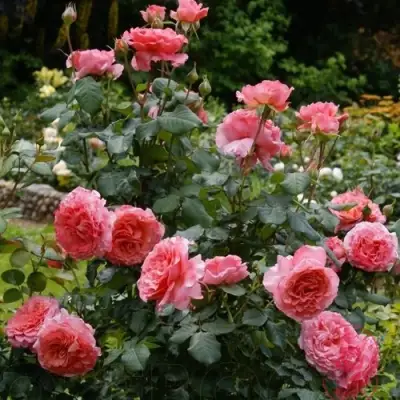 Роза ЛОРАН КАБРОЛЬ шраб в Кобрине