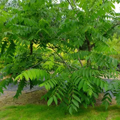 Орех МАНЬЧЖУРСКИЙ в Кобрине