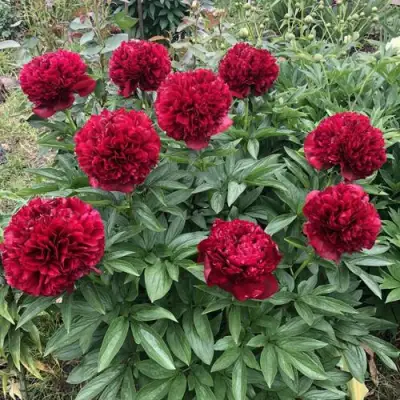 Пион ГАЛАКТИКА травянистый в Кобрине