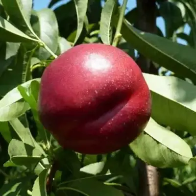 Нектарин БИГ-ТОП в Кобрине