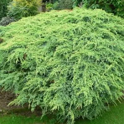 Можжевельник ХОЛГЕР чешуйчатый в Кобрине