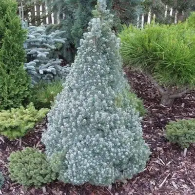 Ель САНДЕРС БЛЮ канадская в Кобрине